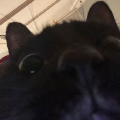 mellohicrow's profile picture. 🍉🇵🇸 | LIFESTEAL / THE REALM / WHITEPINE / MCYT | Princezam, Minutetech & Pangi Main | any prns!