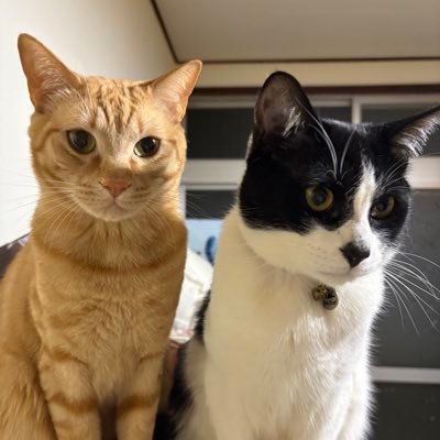 あわさんのプロフィール画像