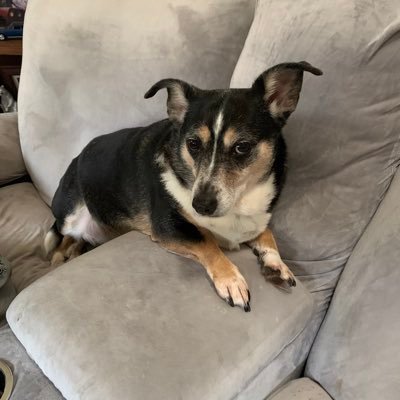 Podesjodi71's profile picture. Our country's survival is more important than your feelings!