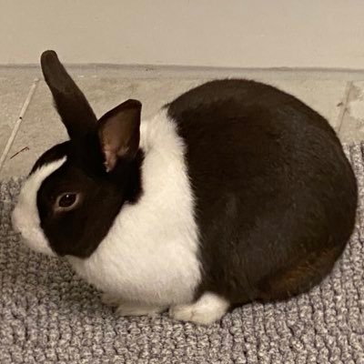 nottsummer's profile picture. jesus was black, Ronald Reagan was the devil, and the government is lying about 9/11