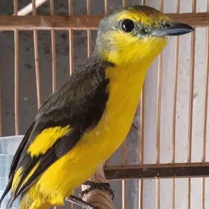 zalmahrajan's profile picture. 