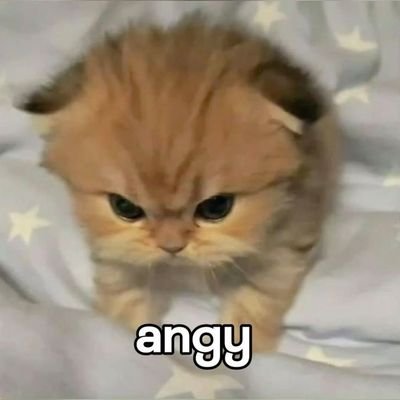 INFP-T F17 154/53
kinda weird but lovely, kind, and cutesyš
ā ļø dislike rough sex, i prefer soft sex šš¤
bles dm kalo lagi mood ajaa