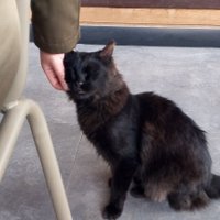 Sariha nur (@sariha_cmd) Twitter profile photo