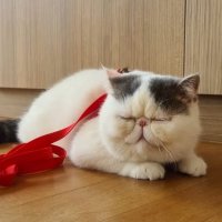 Hazy (@hazellimht) 's Twitter Profile