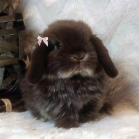 manntoooೀ (@mantoooioioo) 's Twitter Profile