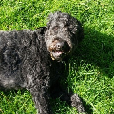 aleks_ryabinkin's profile picture. Unfortunately a Commanders fan, professional student, wannabe NFL Draft analyst