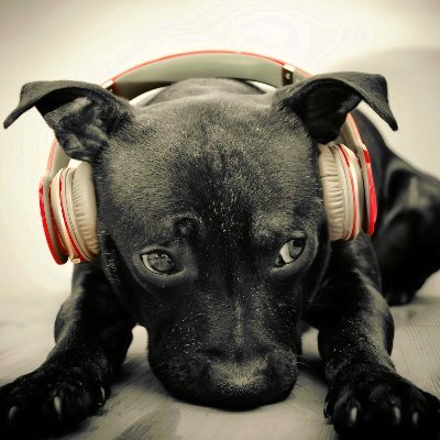 orionibo's profile picture. You can't make an omelet without breaking eggs.