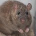 six million pounds of rat meat (@taxevasionapple) Twitter profile photo six million pounds of rat meat (@taxevasionapple) Twitter profile photo