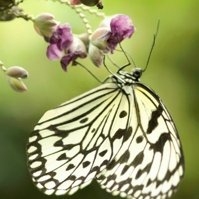 thiagocarneirow's profile picture. "A watched pot never boils