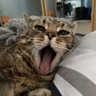 JackTheRipperQC's profile picture. 🎮 25 | Gamer & Engineer |