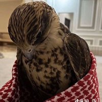 زياد (@z_abduallaziz) 's Twitter Profile