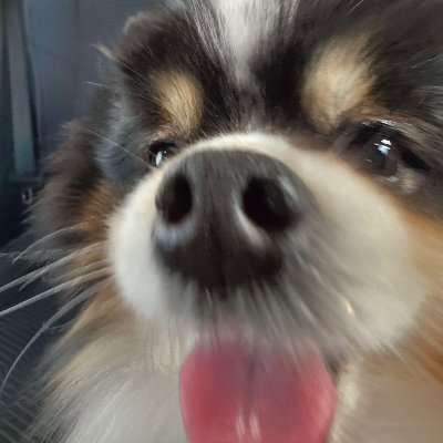 sobakintech's profile picture. #BlueskyIsBetterThanTwitter