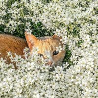 daffy (@daffyhellman) 's Twitter Profile
