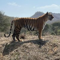 SHUBHAM VERMA (@manushri30) 's Twitter Profile