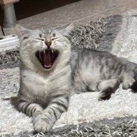 Arda (@malkocdp) 's Twitter Profile Photo Arda (@malkocdp) 's Twitter Profile Photo
