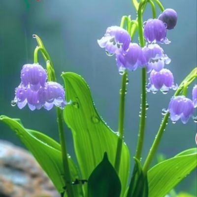 xinyao16273849's profile picture. 崇尚自然