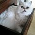 Natalie “Luv_Cats” Kesterton (@luv_cats01) Twitter profile photo Natalie “Luv_Cats” Kesterton (@luv_cats01) Twitter profile photo
