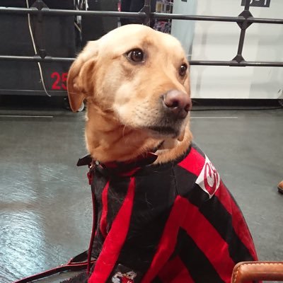iaaiaaio828's profile picture. コンサポです🔴⚫️♪
