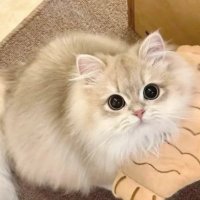 ナナミ 🌷 (@zxskrlly) 's Twitter Profile