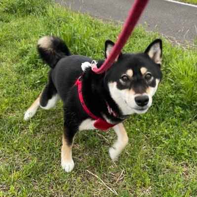 tareSP's profile picture. 清水エスパルスを応援しています。その他もいろいろ応援しています。