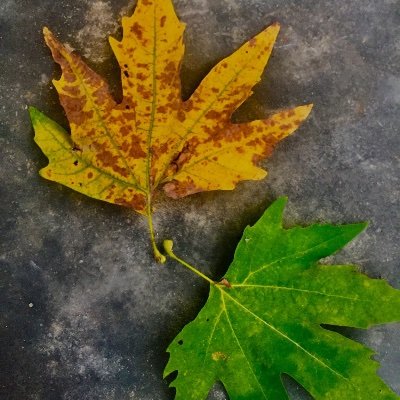 EbadUrRehm6036's profile picture. Ebad