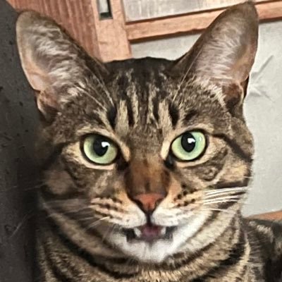 550nekokann's profile picture. 落書き、学なし、頭悪い、コミュ症、こもってます。今までよく生きてこれた。基本無言です。練習しても全然、絵がうまくならない。アナログだけ。オンボロに生きてる。