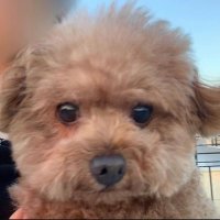 듬성이 (@_dmxng) 's Twitter Profile