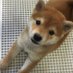 Shiba (@shibaaagame) Twitter profile photo Shiba (@shibaaagame) Twitter profile photo