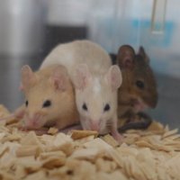 理研BRC 統合発生工学研究開発室(iDED) (@rbrc_ided_jp) 's Twitter Profile