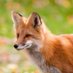 Fox (@aiblock_bba) Twitter profile photo Fox (@aiblock_bba) Twitter profile photo