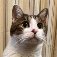 がんもちゃん🐦🥦🍅🦍🍒🐟🇺🇾🥷 (@mocurryclub) 's Twitter Profile Photo がんもちゃん🐦🥦🍅🦍🍒🐟🇺🇾🥷 (@mocurryclub) 's Twitter Profile Photo