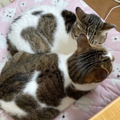 猫2匹同居/編物上手くなりたい🧶/デザート世代/水耕栽培始めてみたい/ADHD、ASD/双極性障害/パニック障害/自分を受け入れる/ミュージシャンは杉真理さん大好き/芸人は圧倒的に飯尾和樹さん癒されるんだよなあ☺️