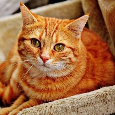 IamXilax's profile picture. 