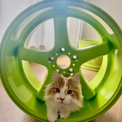 180sx_9333's profile picture. s14後期 猫 ラガマフィン