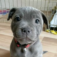 Buddy CTO 🐾 (@solanabuddycto) 's Twitter Profile