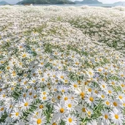 رَبِّ اشْرَحْ لِي صَدْرِي* وَيَسِّرْ لِي أَمْرِي* وَاحْلُلْ عُقْدَةً مِّن لِّسَانِي * يَفْقَهُوا قَوْلِي