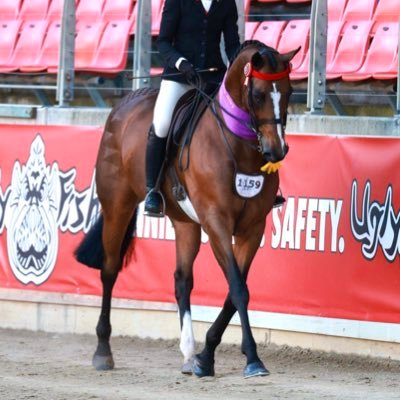 HillviewThorou1's profile picture. *Relocating Beautiful Thoroughbreds into new homes! *Boutique Thoroughbred Spelling. •Founder - Thoroughbred Spring Fair •Co-ordinator - NSW/ACT OTT Series