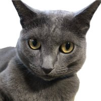 迷子猫キハチ👽ロシアンブルー 10歳 オス🐈⬛ (@maigokihachi) 's Twitter Profile Photo 迷子猫キハチ👽ロシアンブルー 10歳 オス🐈⬛ (@maigokihachi) 's Twitter Profile Photo