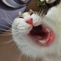 mads (@shitpiit) 's Twitter Profile