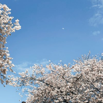 pokopoko612's profile picture. 