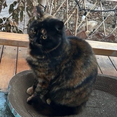Rain Lan「噐烨」さんのプロフィール画像