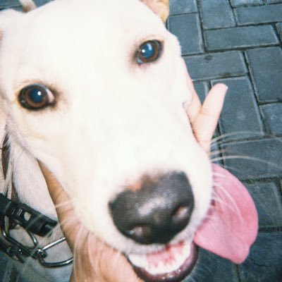 cheyletiellas's profile picture. masih napas