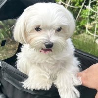 몽요치 (@_daisyboo_7) 's Twitter Profile