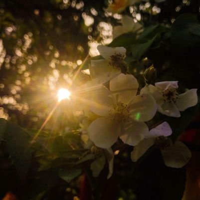 AmanMaikhuri's profile picture. Math Master’s grad turned web dev 🎓💻. Crafting Growth Snap, Finance Dash, & MathMind with passion. Curious explorer, digital creator from Delhi 🇮🇳. #webdev