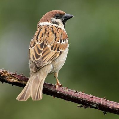 BR29_Niraj's profile picture. 