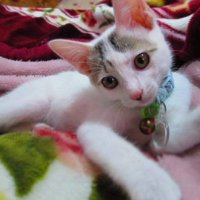 ぽわぽわ (@powapowasandayo) Twitter profile photo