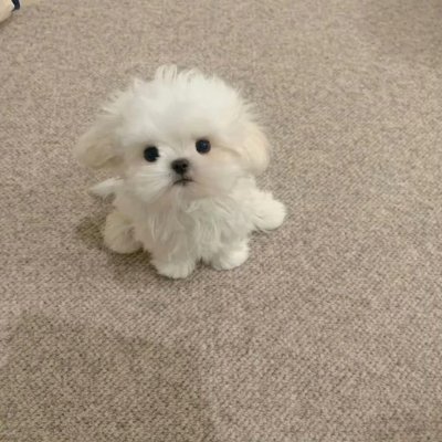 rrhdst's profile picture. パスポートのほうが私より働き者です。
フランス、デンマーク、アメリカはすでに制覇しました。
次の目的地は日本で、大阪のお好み焼きをたくさん食べて、自分へのご褒美にする予定です。 🍽️