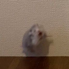 tayachan_g's profile picture. アラサーIT会社員