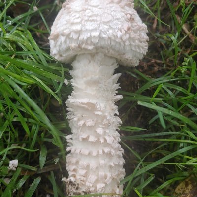 tuzd6Swul2p8VLv's profile picture. aequam memento rebus in arduis servare mentem