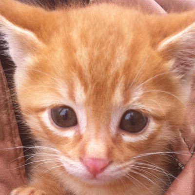 iku0602's profile picture. 神戸を愛するまじめで適当な関西人。 趣味：歌舞伎・Salesforce・読書・おいしいご飯とお酒 好きな人：菊之助・仁左衛門・平野啓一郎・穂村弘 好きな言葉：Love Myself